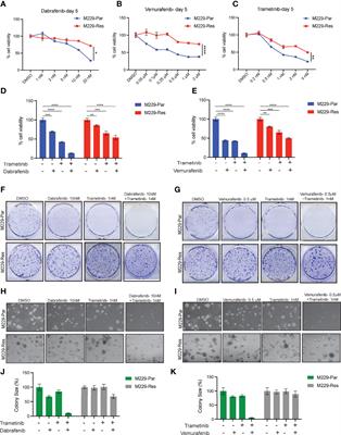 Changes in the Transcriptome and Chromatin Landscape in BRAFi-Resistant Melanoma Cells